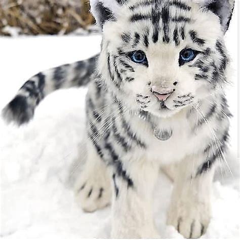 #baby white tiger on Tumblr