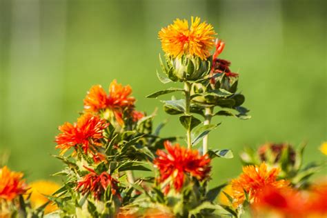 Safflower | Grow it for bright fresh cut or dried flowers