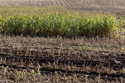 Harvesting of corn 9509539 Stock Photo at Vecteezy