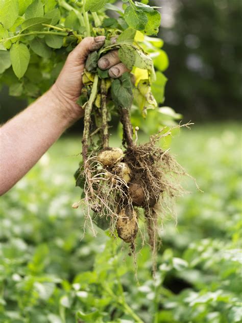 How to Pick Potatoes for a Harvest