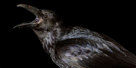 Why Are Crows Black? The Surprising Mythology Behind Their Color