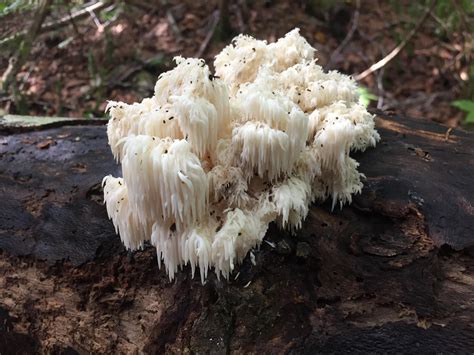 What type of fungus is this? Its pretty. : r/Adirondacks