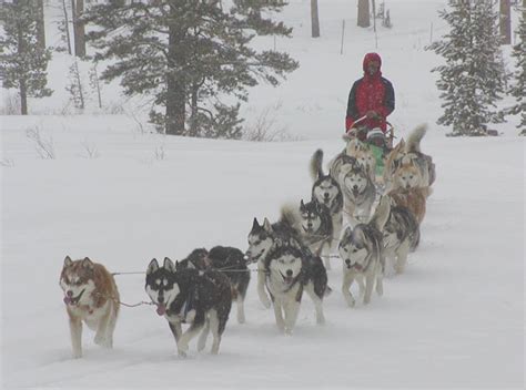 Tahoe Dog Sledding - About Lake Tahoe