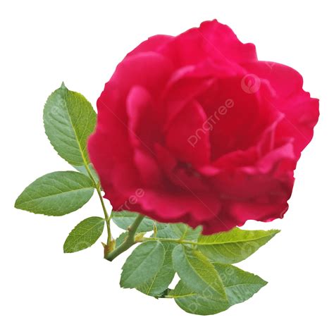 Rose Flower Image With Green Leaves, Rose, Flowers, Golap Ful PNG ...