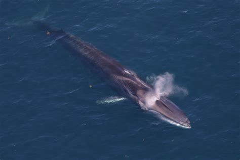 Fin Whale | NOAA Fisheries