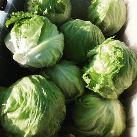 Cabbage Vs Lettuce - Taka Vegetable