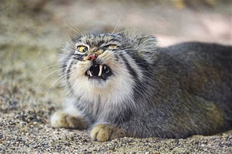 These Extremely Rare And Fluffy Wildcats Are Getting Their Own ...