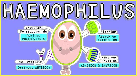 Haemophilus Microbiology: Morphology, Pathogenesis, Diagnosis ...