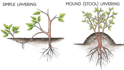 Reproduction in Plants: Modes (Asexual and Sexual), Advantages and Process