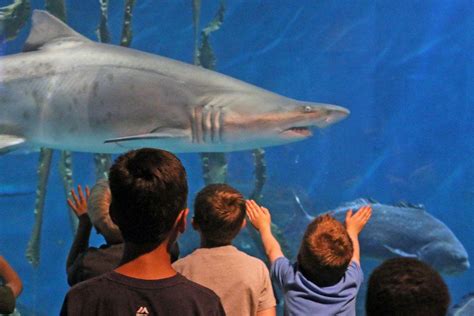 Maritime Aquarium To Host Holiday Events | Norwalk, CT Patch