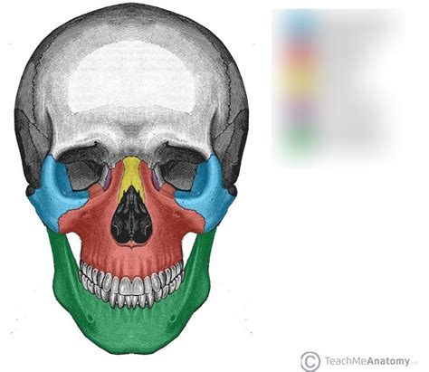 Facial Bones Diagram | Quizlet