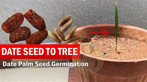 Germinating DATE SEED with Result | How to Grow Date Palm tree from ...