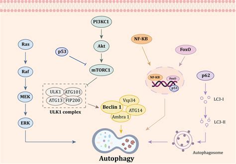 Core autophagy-dependent cell death signaling pathways in triple... | Download Scientific Diagram