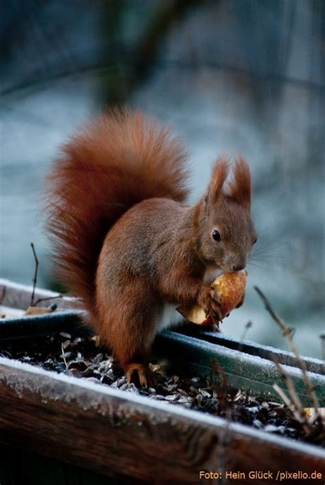 So bereiten sich Eichhörnchen auf den Winter vor - Wildes Berlin