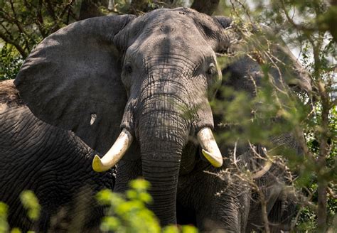 African Bush Elephants (Savanna Elephants) | Virunga National Park