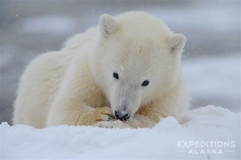 Polar bear cub photo | Polar Bear cub ANWR, Alaska