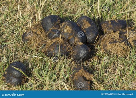 Horse Manure on the Grass. Organic Fertilizer for the Garden and ...