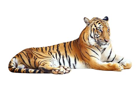 Tiger White Backgrounds - Wallpaper Cave