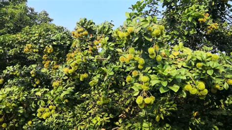 Rambutan Season In Malaysia 马来西亚红毛丹季节 - YouTube