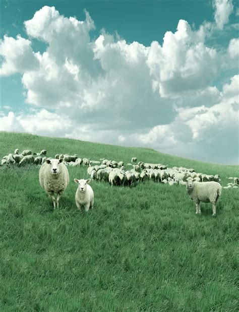 Aliexpress.com : Buy Grassland Sheep Photography Background Computer Printed Digital Cloth Vinyl ...