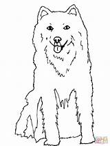 Siberian Husky Coloring Pages  Home sketch template