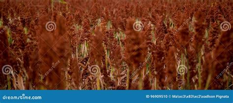 Sorghum Field Sunset Background Stock Photo - Image of spike, sunset ...