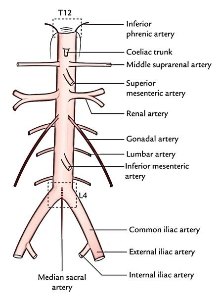 Abdominal Aorta And Its Branches