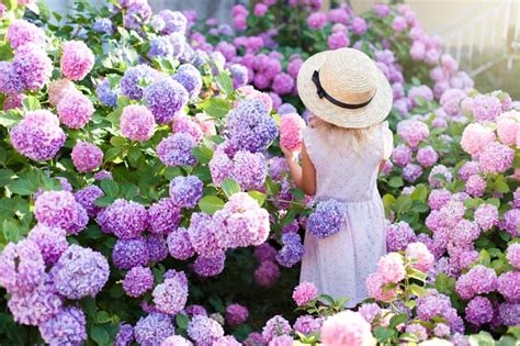 How To Grow Hydrangeas In Pots For Stunning Blooms - church-of-suicide