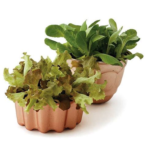 8 Cute Container Salad Gardens So You Can Grow Greens Anywhere | Garden containers, Salad ...