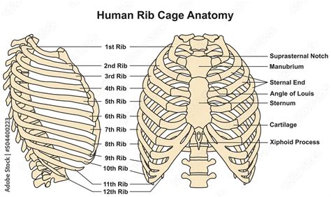 Anatomy Xiphoid Process Human Anatomy | My XXX Hot Girl