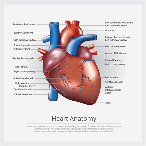 Anatomia Del Corazon