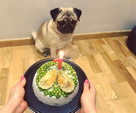 Best Diet For Pug Puppy - Anna Blog