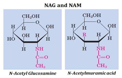 NET Life Sciences June 2017 Model Question Paper (3/5) | Easy Biology Class