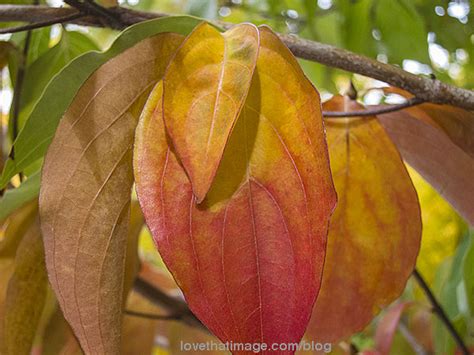 Dogwood leaves | Sara's Fave Photo Blog