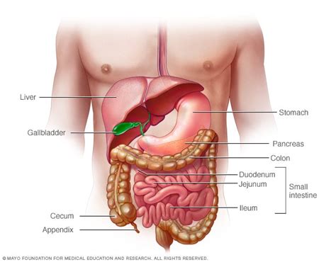 Enfermedad de Crohn - Síntomas y causas - Mayo Clinic