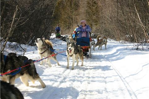 Dog Sledding in Tierra Mayor Valley - Half Day - RipioTurismo DMC for ...