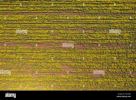 Aerial view of canola rapeseed field in poor condition due to drought season and arid climate ...