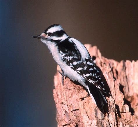 Female Downy Woodpecker often comes to my feeder. Her black and white ...