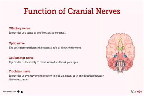 Cranial Nerves (Human Anatomy): Picture, Functions, Diseases, and ...