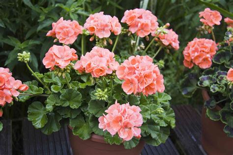 How To Plant Geraniums In The Ground