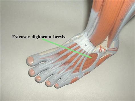 Extensor Digitorum Brevis - Anatomy - Medbullets Step 1