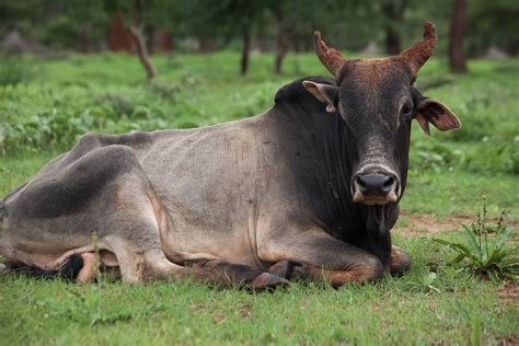 Boran cattle | Borana, Ethiopia (photo credit: ILRI\Zerihun … | Flickr