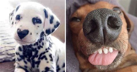 18 Of The Cutest Dog Snoots You Just Have To Boop – Dog Dispatch