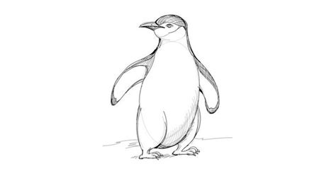 How to draw a penguin with a pencil step-by-step drawing tutorial