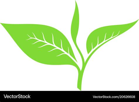 Green Tea Leaf Vector Png