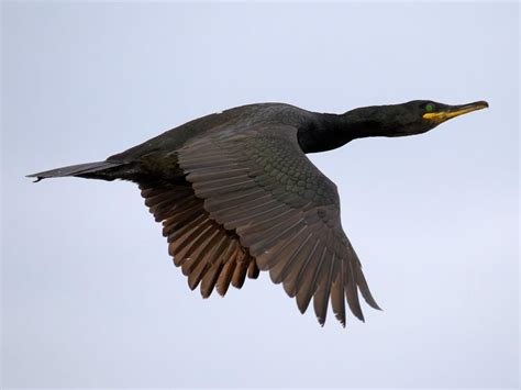 Shag Bird Facts (Phalacrocorax aristotelis) | Birdfact