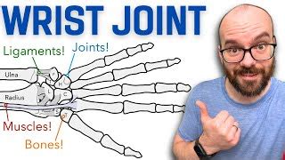 Anatomy Of The Shoulder Joint Bones Ligaments And Muscles Siebert ...