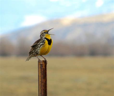 Kansas State Bird Western Meadowlark | Bird, Kansas state bird, State birds