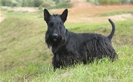 126 Scottish Terrier Names at DogNamed.com