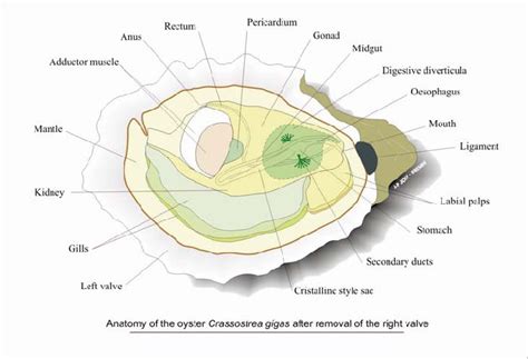 Download scientific diagram | 1.1. Anatomy of the Pacific oyster (Crassostrea gigas). Courtesy ...